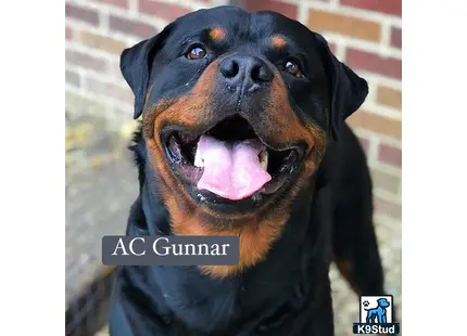 a rottweiler dog with its mouth open
